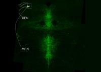 Serotonergic neurons